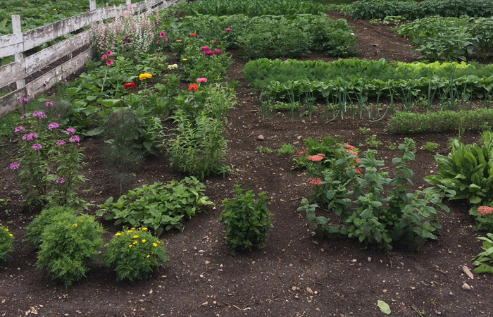 Vegetable garden