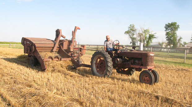 Grain Harvest