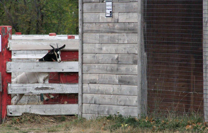 Open Farm Day