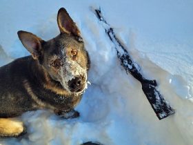 Police service dog