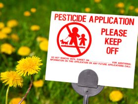 Pesticide