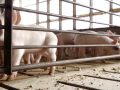 Swine health monitoring