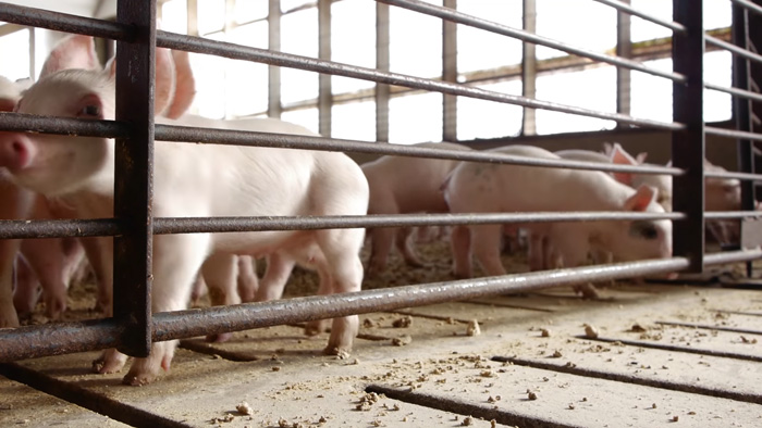 Swine health monitoring