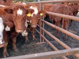 Livestock