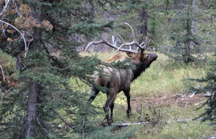 Elk