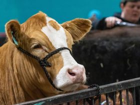 Royal Manitoba Winter Fair