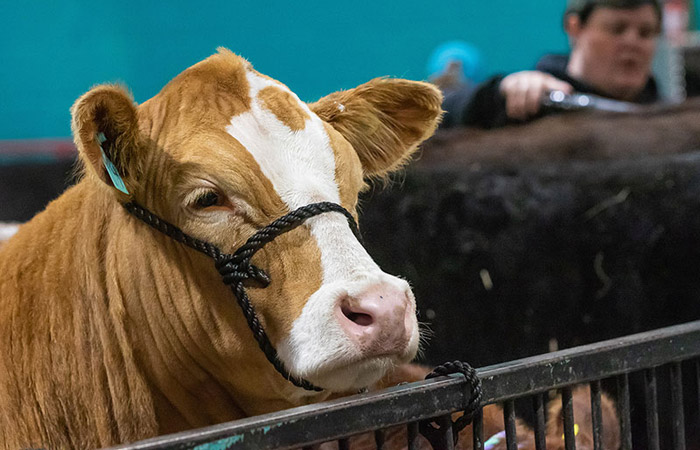 Royal Manitoba Winter Fair