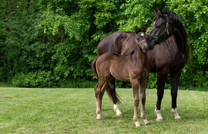 RCMP Foal