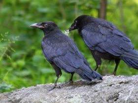 Ravens