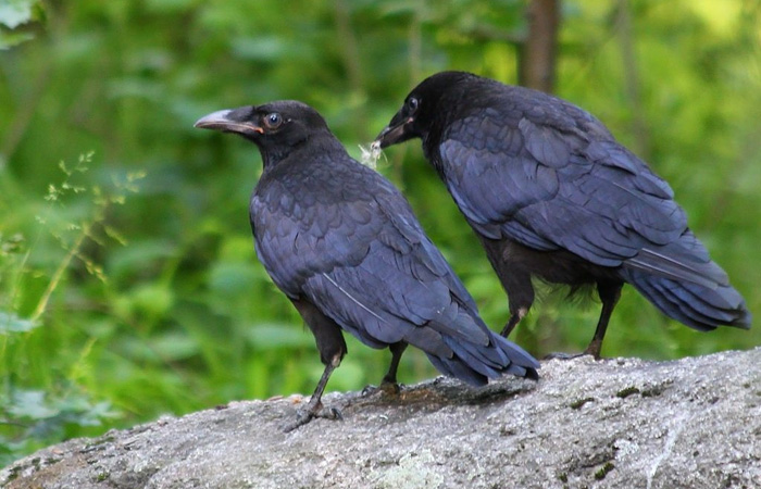 Ravens