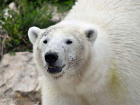 Polar bear