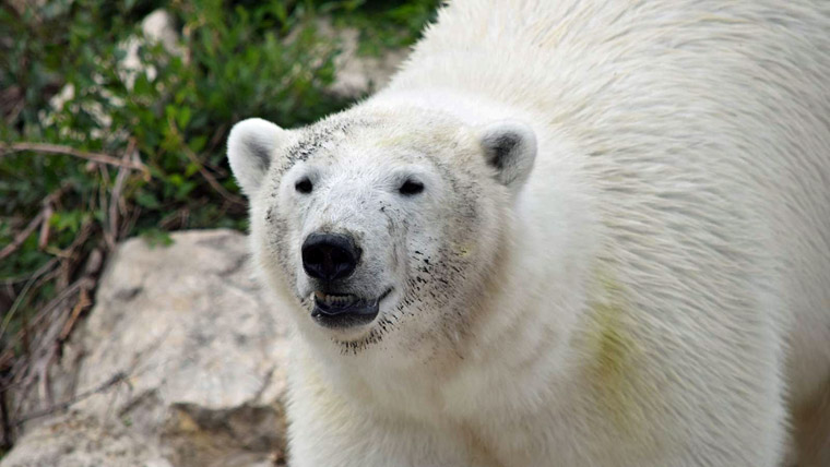 Polar bear