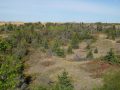 Spruce Woods