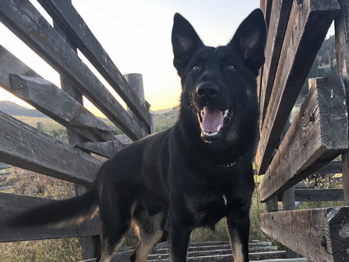 Police Service Dog Marook