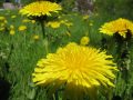 Dandelions