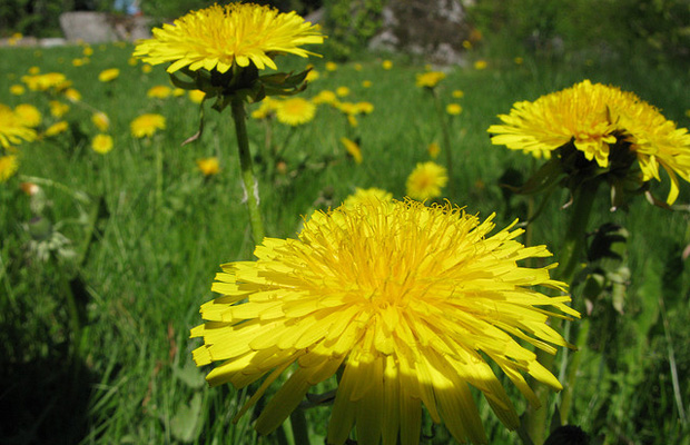 Dandelions