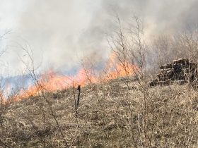 Wildfire
