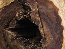 Dutch Elm