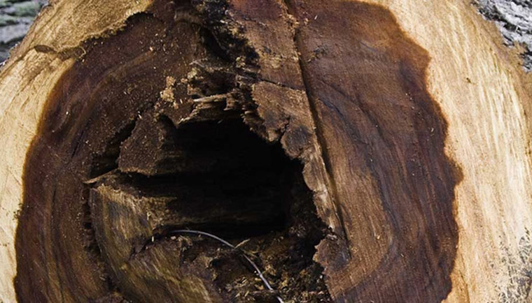 Dutch Elm