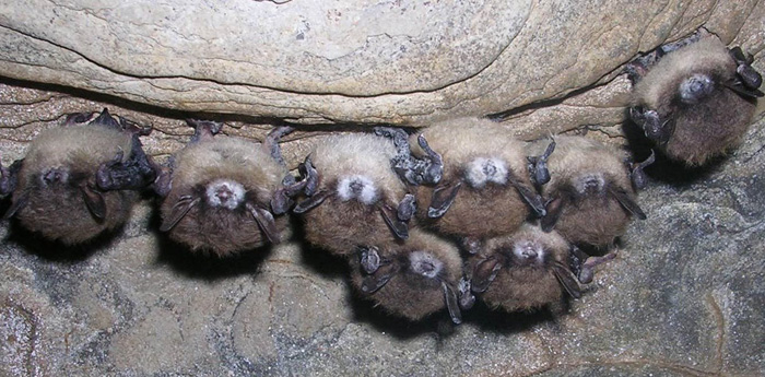 Bats