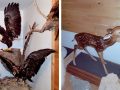 Taxidermy