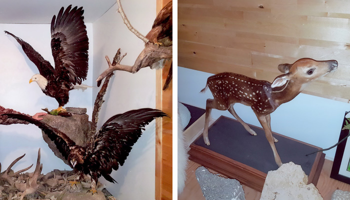 Taxidermy