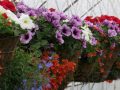 Flower pots