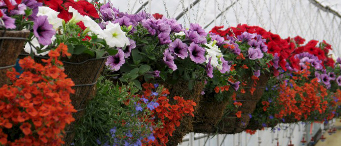Flower pots