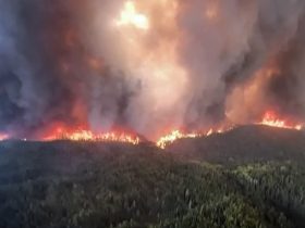 Wildfire
