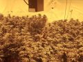 Marijuana grow-op