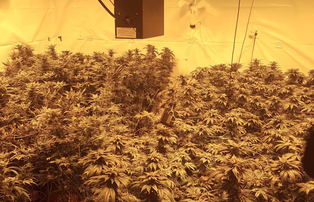 Marijuana grow-op