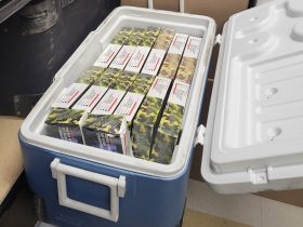 Contraband cigarettes
