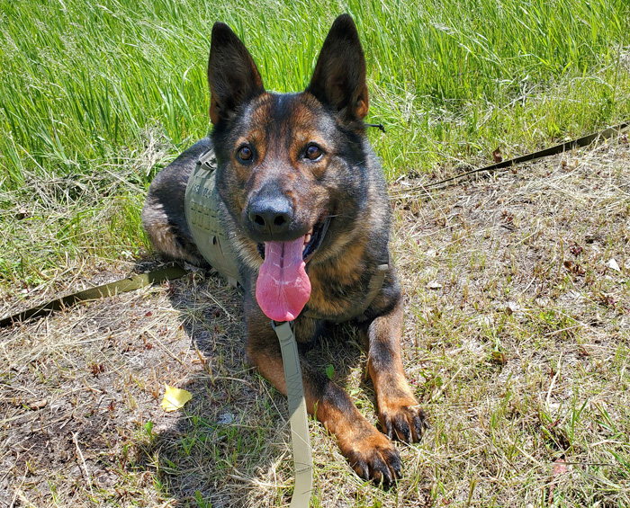 Police Service Dog