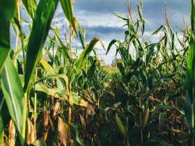 Corn