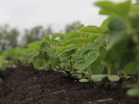 Crops