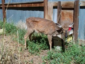 Chronic Wasting Disease