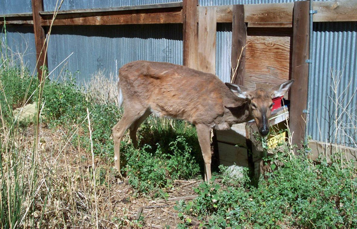 Chronic Wasting Disease