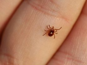 Tick