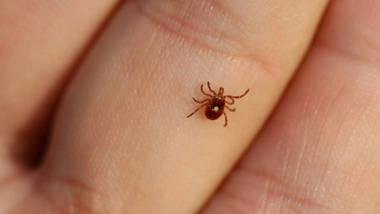 Tick
