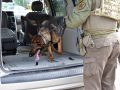 Police dog