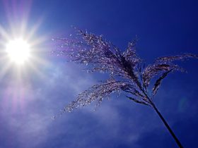 Sun