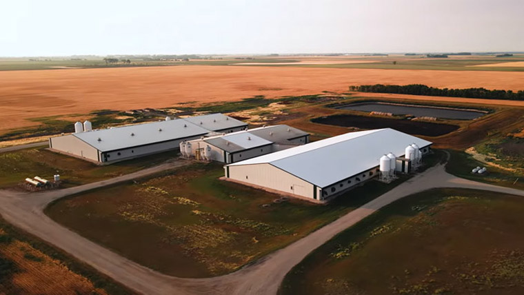 Hog barns