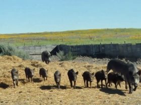 Wild pigs