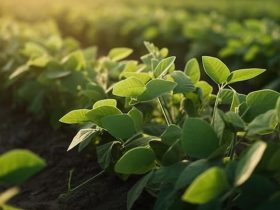 Soybeans