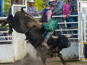 Bull Riding