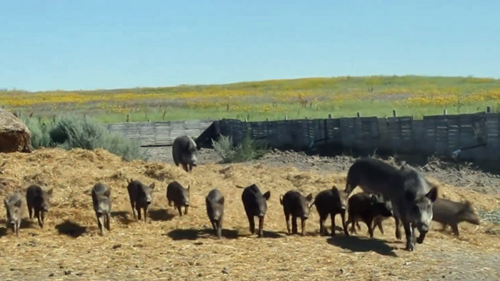 Wild boar