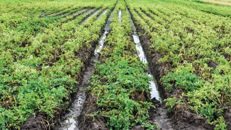 Crops