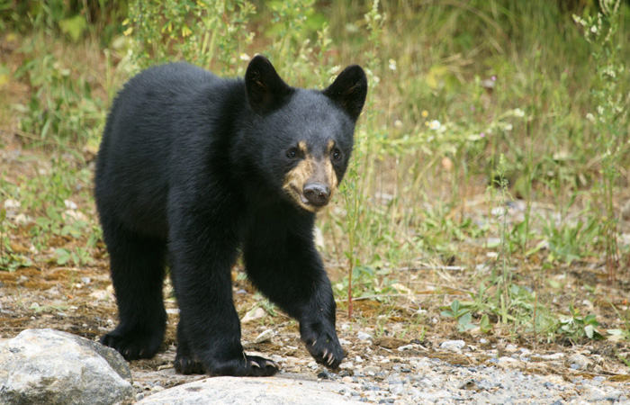 Black bear