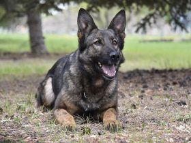 Police Service Dog