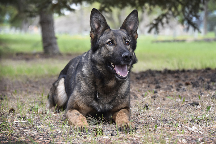 Police Service Dog